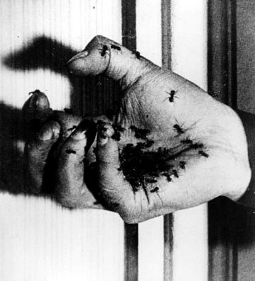 Escena de la mano de la que surgen hormigas, basada en el sueño de Dalí